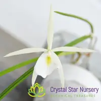 Brassavola Flagellaris — 1.7" Pot Oversized / Without Spike