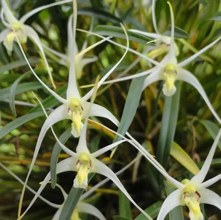 Diplocaulobium tentaculatum (Diplocaulobium)