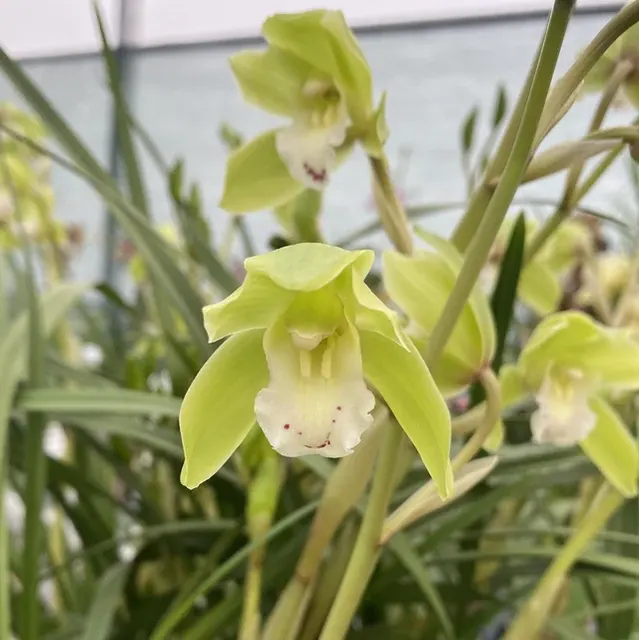 Cymbidium Nagalex
