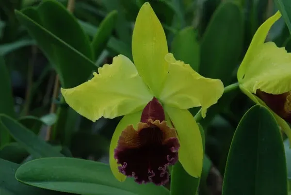 Laeliocattleya ALMA WICHMANN