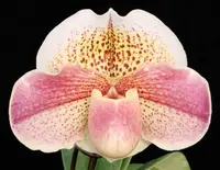 Paphiopedilum Pink Queen 'Pink Passion' AM/AOS