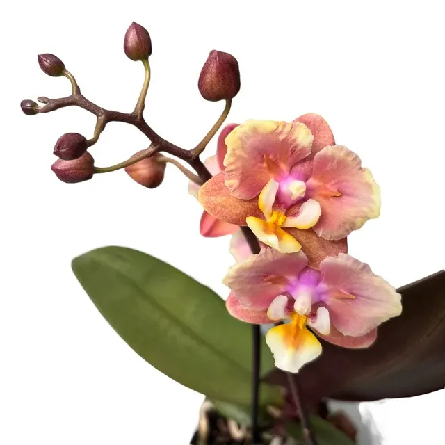 Phalaenopsis Melion - Flori Parfumate & Pelorice