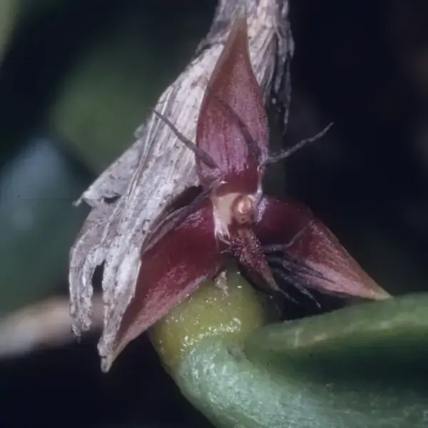 Bulbophyllum haniffii (Bulbophyllum)
