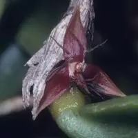 Bulbophyllum haniffii