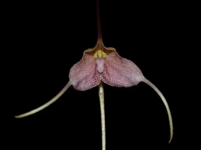 Dracula berthae (Dracula)