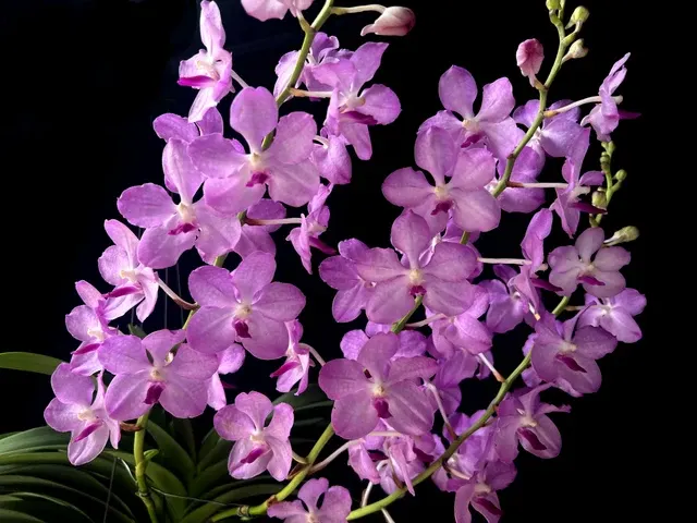 Vanda Jairak Sapphire