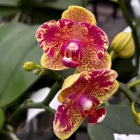 Phalaenopsis Sogo Vieker (peloric)