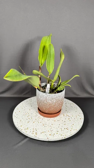 Brassolaeliocattleya Fatari 'Carmela'