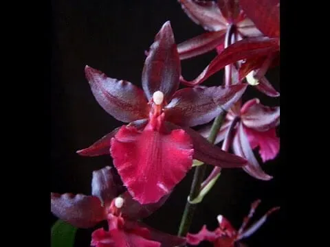 Oncidium Alliance - Colmanara Massai 'Red'