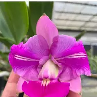 Cattleya walkeriana labeloide 'Flash' (trilabelo) blooming size cattleya orchid species. Rare