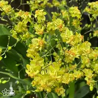 [Bare-root][New] #OA# #Twinkle# Oncidium Twinkle 'yellow Bird' 夢香蘭黃鳥 [2.5" BS][Sept in stock 26]