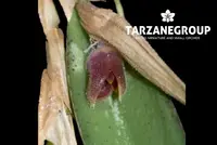 PLEUROTHALLIS / ACIANTHERA CALYPSO SMALL ORCHID MOUNTED