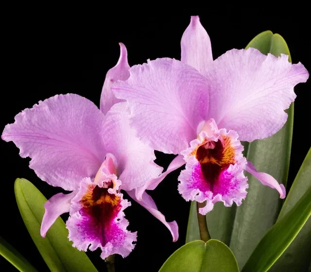 Cattleya percivaliana var tipo (Cattleya)