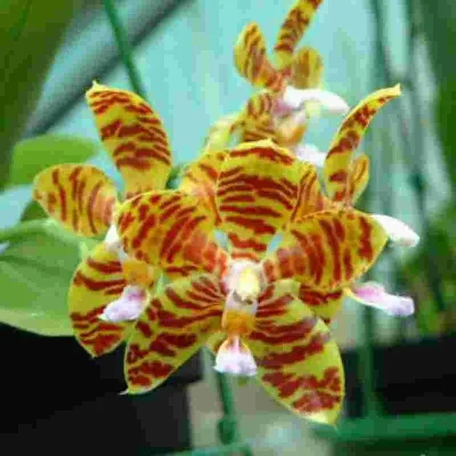 Phalaenopsis fasciata sp (Phalaenopsis)