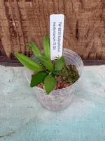 Bulbophyllum mastersianum
