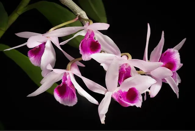 Dendrobium anosmum 'purple'