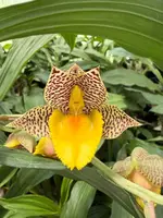 Catasetum