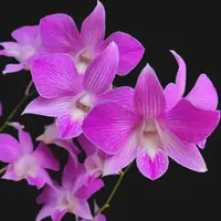 Dendrobium Karen x Compactum