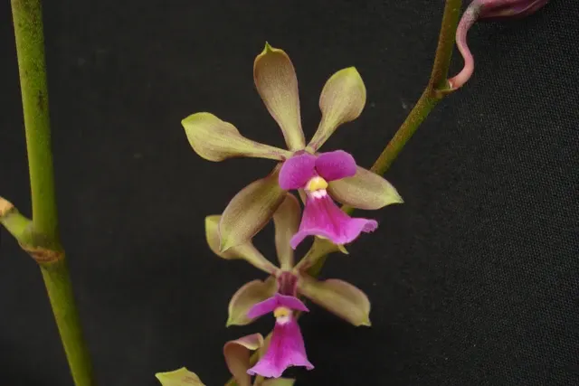 Encyclia mooreana x cordigera