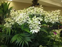 Den. Roy Tokunaga (hybrid cross) in 3 1/4 inch pot