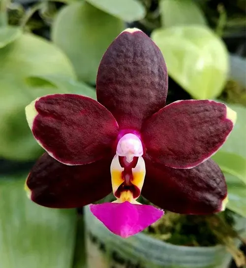 Phalaenopsis Satoru 'Joy'