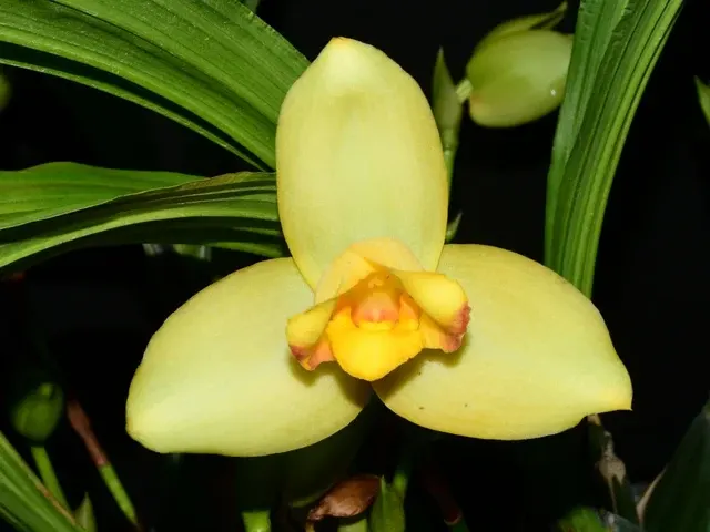 Lycaste Katsuragawa
