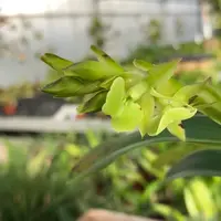Epidendrum coriifolium — Blühfähige Pflanze