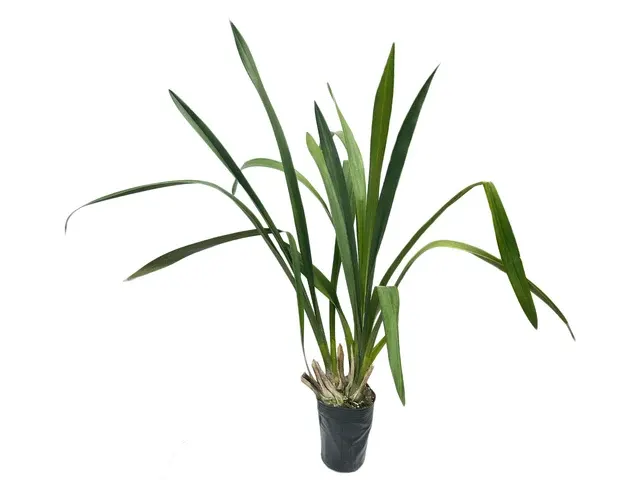 Cymbidium Tracyanum Tim Tam X Yellow River Sol (Cymbidium)