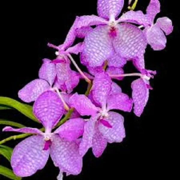 Vanda coerulea fma (Vanda)