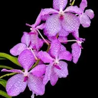 Vanda coerulea fma. Delicata (Pink)