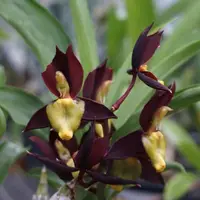 Catasetum tenebrosum