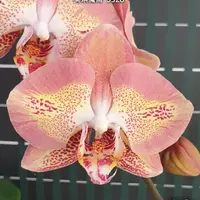 [Bare-root][Import AS-IS] #PA# Phal. Leco Fantastic '3328' 美琪魔術 '3328' [2.5" BS][Sept Preorder 26]