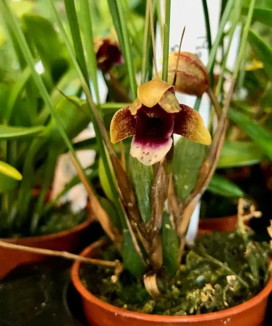 Maxillaria atrosanguinea 'Big Pant' (Maxillaria)