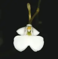 Dendrophylax varius