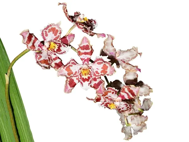 Oncidium Sami Wayta (Oncidium)