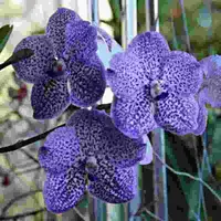 Vanda Yano Blue