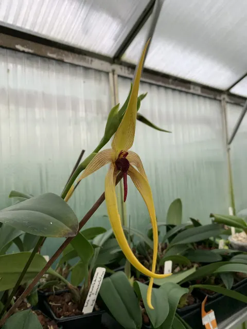 Bulbophyllum Wilbur Chang (Bulbophyllum)