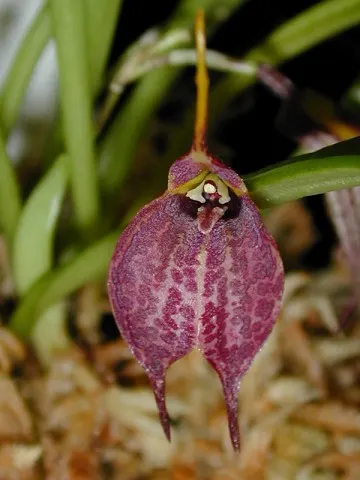 Masdevallia tuerckheimii (Masdevallia)