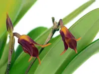 Masdevallia menatoi