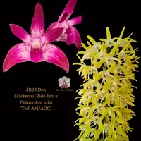 Dendrobium Orchid Seedling. JB24 Den (Jackeroo 'Ride Em' x Palmerston mist ‘Ted’ AM/AOC)