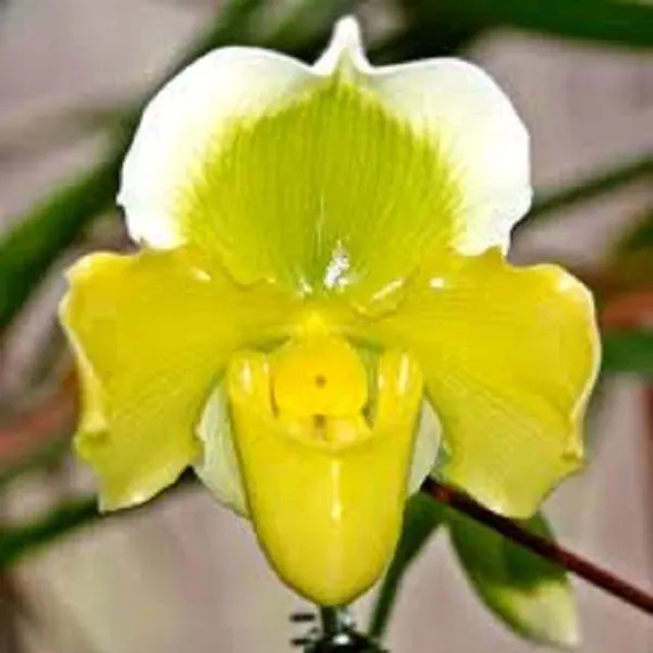 Paphiopedilum Cocoa Lovely Oliver (Paphiopedilum)