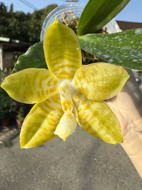 Phalaenopsis Mainshow Royal Yellow 'Big'