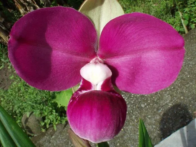 Phragmipedium kovachii 'Pink Sensation Remake 2024' (Phragmipedium)
