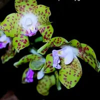 Phalaenopsis Hygrochila