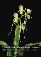 Paphiopedilum SHARON BOOTH album (Mount Toro album x philippinense fma album)