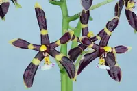 WP2642 Phalaenopsis mannii var black x sib - Seed Grown