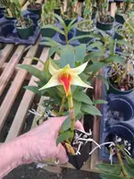Blooming Size, Den. Jiaho Delight 'Red Lips', Shipping Included