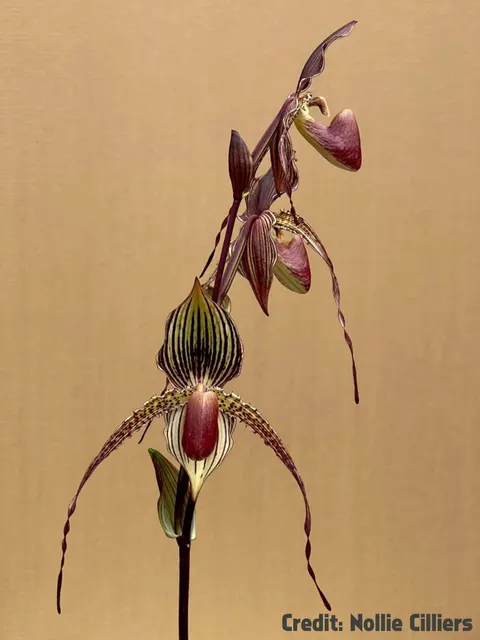 Paphiopedilum Haur Jih Anita (Paphiopedilum)