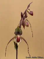 Paph. Haur Jih Anita (Wossner Black Wings 'Arco' x rothschildianum 'TP1')