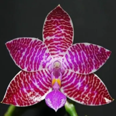 Phalaenopsis leuddemanniana sp (Phalaenopsis)